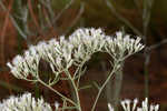 Hyssopleaf thoroughwort